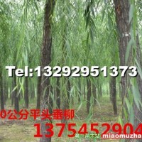 垂柳