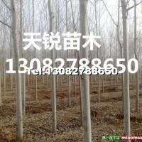 毛白楊