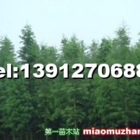 落羽杉