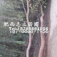 烏桕
