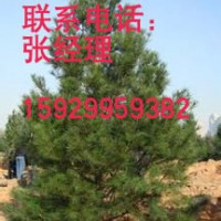 白皮松