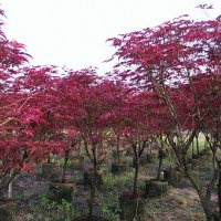 紅楓