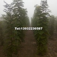 欒樹