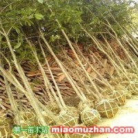 桂花樹