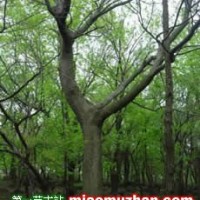 樸樹
