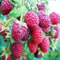 雙季樹莓苗