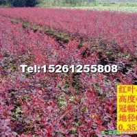 紅葉小檗