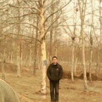 法桐