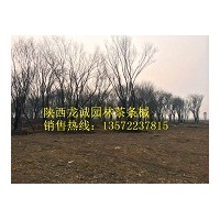 茶條槭