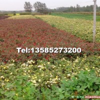 紅帽月季