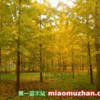 銀杏