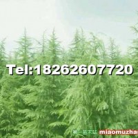 雪松