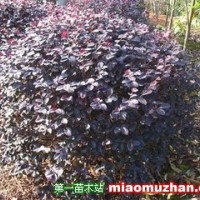 紅花繼木