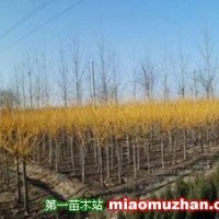 矮接金之槐