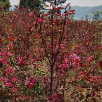 光輝海棠