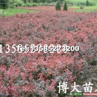 紅葉小檗