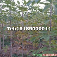 白蠟樹