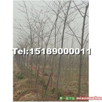 櫸樹
