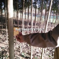 大葉女貞