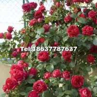 月季花