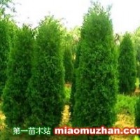 龍柏