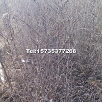 文冠果苗