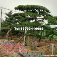 胸徑25公分造型油松供應(yīng)