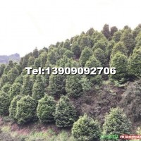 高桿茶花樹
