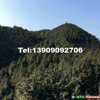 高桿茶花樹
