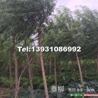 垂柳