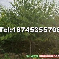 桃葉衛(wèi)矛