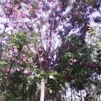 香花槐