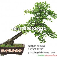 銀杏樹(shù)