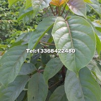 重陽木樹苗