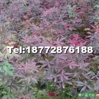 紅楓