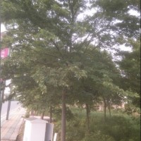 櫸樹