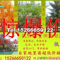 銀杏樹