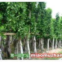小葉榕樹(shù)
