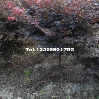 紅楓