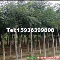國槐