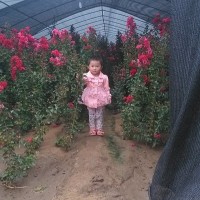 紫薇