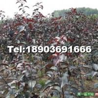 王族海棠