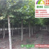二年帽法桐
