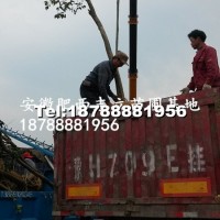 高桿女貞