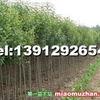 大葉女貞