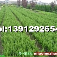 小龍柏