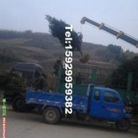 白皮松