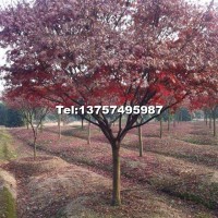 紅楓