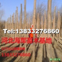 速生柳
