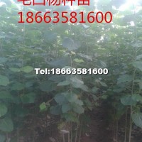 毛白楊